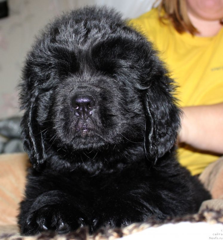 Фото: ньюфаундленд Dar Svezy Unika Sagitta (Дар Свезы Юника Сагитта)