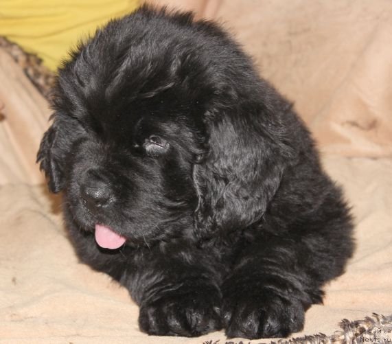 Фото: ньюфаундленд Dar Svezy Unika Sagitta (Дар Свезы Юника Сагитта)