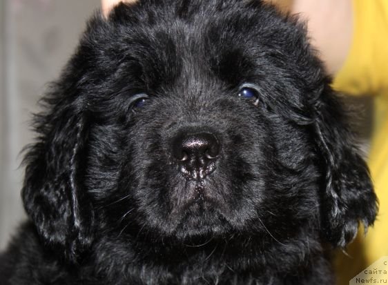 Фото: ньюфаундленд Dar Svezy Unika Sagitta (Дар Свезы Юника Сагитта)