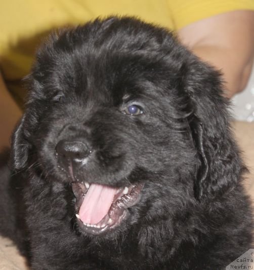 Фото: ньюфаундленд Dar Svezy Unika Sagitta (Дар Свезы Юника Сагитта)