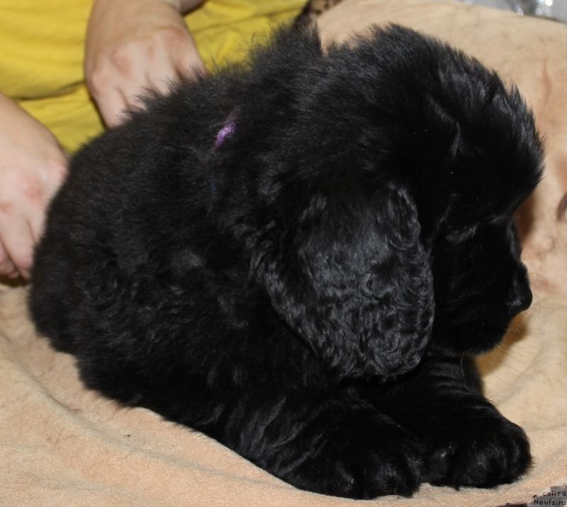 Фото: ньюфаундленд Dar Svezy Unika Sagitta (Дар Свезы Юника Сагитта)