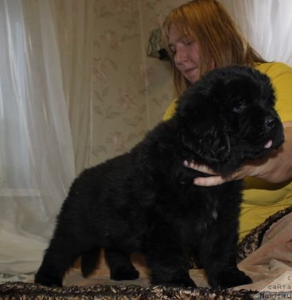 Фото: ньюфаундленд Dar Svezy Unika Sagitta (Дар Свезы Юника Сагитта)