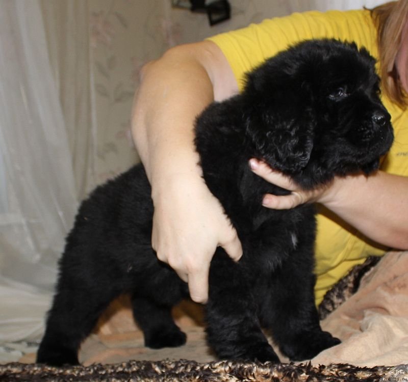 Фото: ньюфаундленд Dar Svezy Unika Sagitta (Дар Свезы Юника Сагитта)