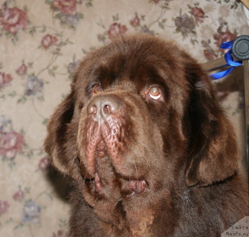 Фото: ньюфаундленд Imperator iz Tsarstva Medvedey (Император из Царства Медведей)