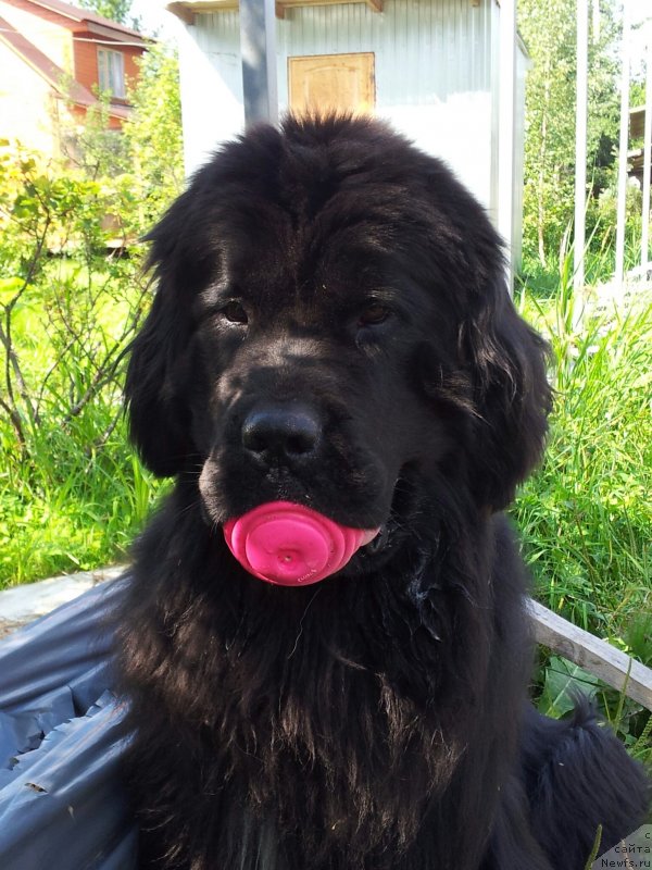 Фото: ньюфаундленд Piternyuf Mont Blanc (Питерньюф Монт Бланк)