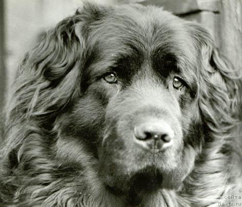 Фото: ньюфаундленд Antey (Антей)