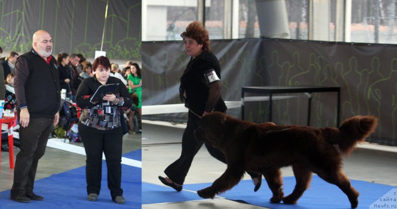 Фото: ньюфаундленд Charli The Best Helfi Pel (Чарли Де Бест Хелфи Пэл)