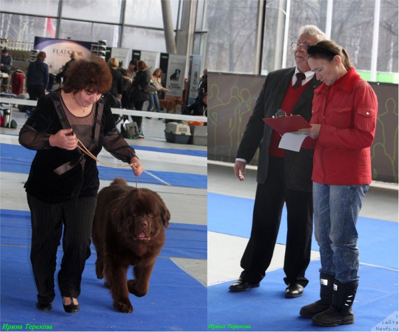 Фото: ньюфаундленд Charli The Best Helfi Pel (Чарли Де Бест Хелфи Пэл)