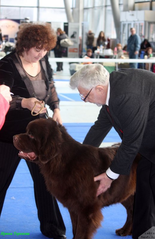 Фото: ньюфаундленд Charli The Best Helfi Pel (Чарли Де Бест Хелфи Пэл)