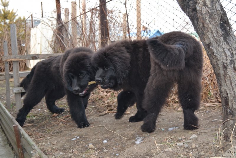 Фото: ньюфаундленд Talisman Morya Magiya Voln (Талисман Моря Магия Волн), ньюфаундленд Talisman Morya Mishel' (Талисман Моря Мишель)
