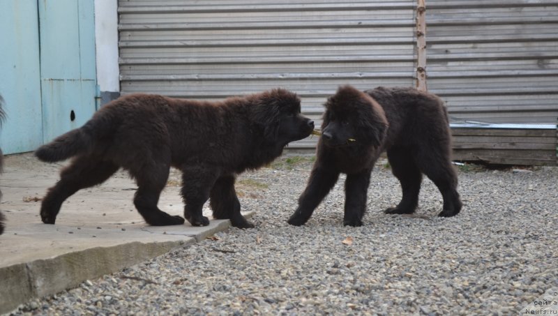 Фото: ньюфаундленд Talisman Morya Mishel' (Талисман Моря Мишель), ньюфаундленд Talisman Morya Magiya Voln (Талисман Моря Магия Волн)