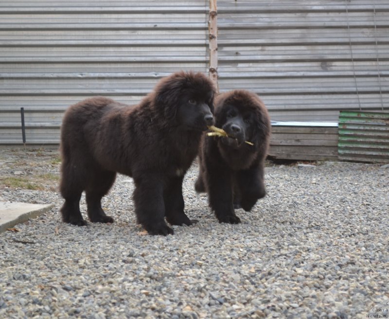 Фото: ньюфаундленд Talisman Morya Mishel' (Талисман Моря Мишель), ньюфаундленд Talisman Morya Magiya Voln (Талисман Моря Магия Волн)