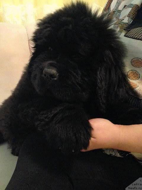 Фото: Venturous Scheme  Dinastiya Soverchenstva