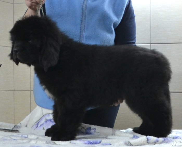 Фото: Щенки питомника 