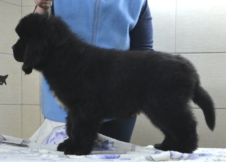 Фото: Щенки питомника 