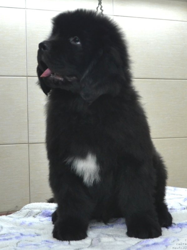 Фото: Щенки питомника 