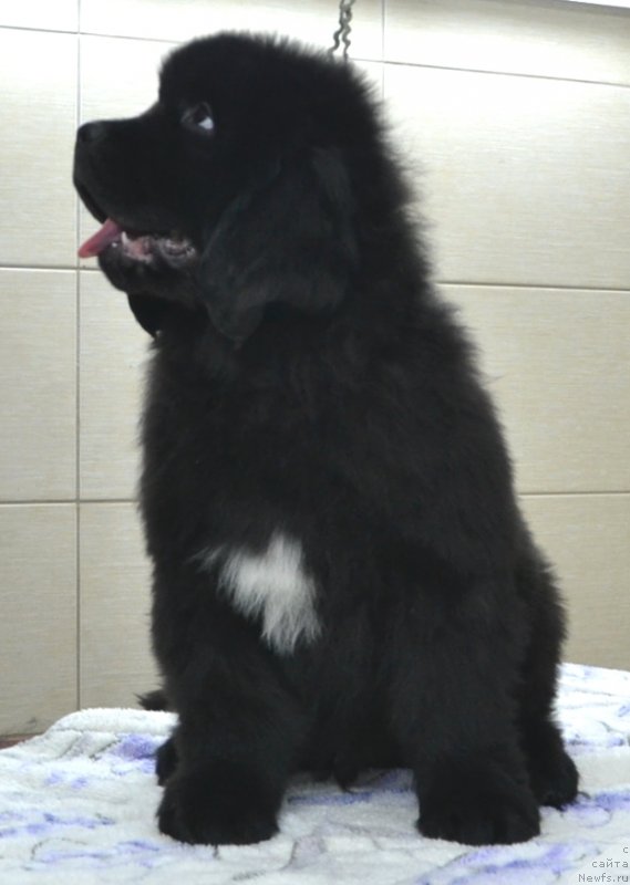 Фото: Щенки питомника 