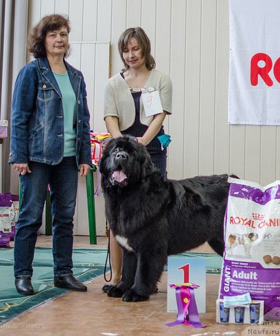 Фото: ньюфаундленд Rusalochka iz Plemeni Kedra (Русалочка из Племени Кедра)