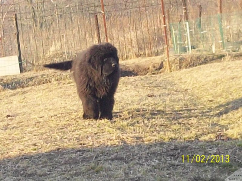 Фото: ньюфаундленд Super Premium Nao Del Trato (Супер Премиум Нао Дел Трато)