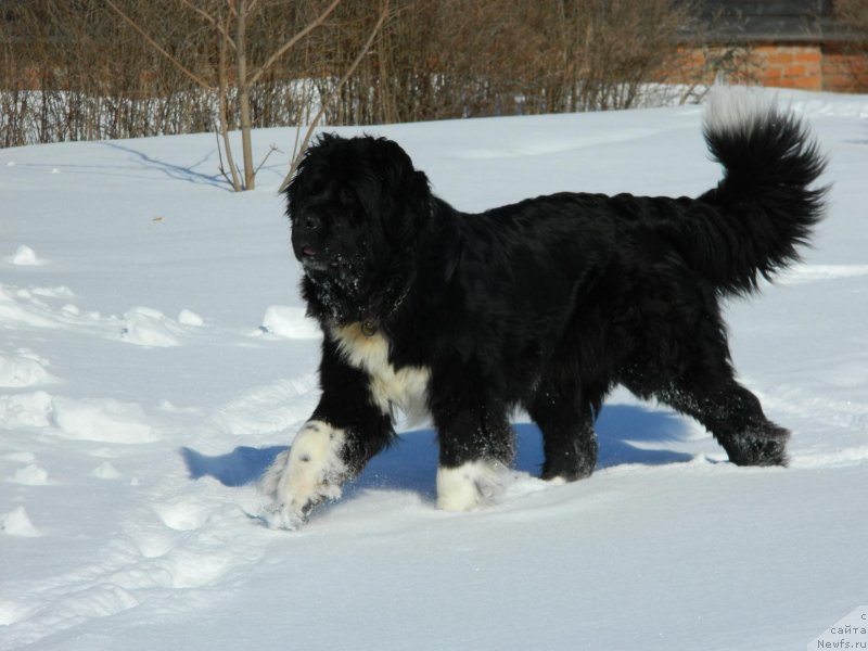 Фото: ньюфаундленд Izol'da Izbrannica Sud'byi (Изольда Избранница Судьбы)
