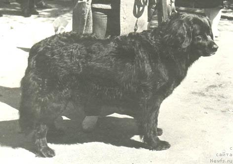 Фото: ньюфаундленд Vesta Varna Ay Tin (Веста Варна Ай Тин)