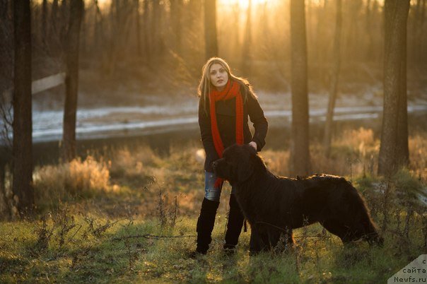 Фото: ньюфаундленд Yupiter Tsar Bogov ot Sibirskogo Medvedja (Юпитер Царь Богов от Сибирского Медведя)