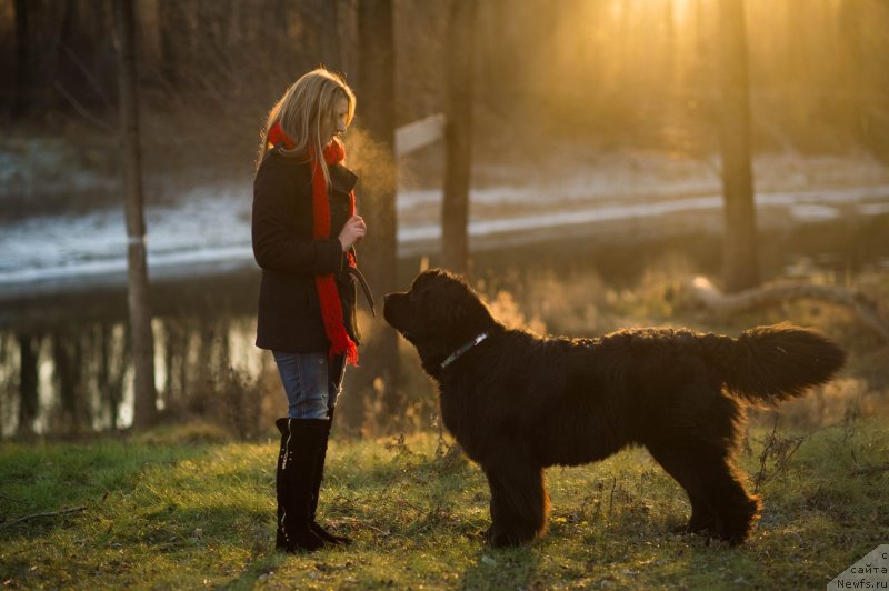 Фото: ньюфаундленд Aquatoriya Kelvin Fiona (Акватория Келвин Фиона)