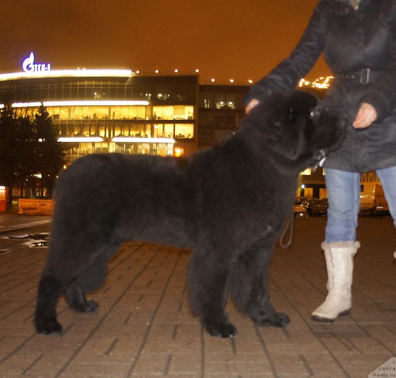 Фото: ньюфаундленд Smigar Legenda Vesny (Смигар Легенда Весны)