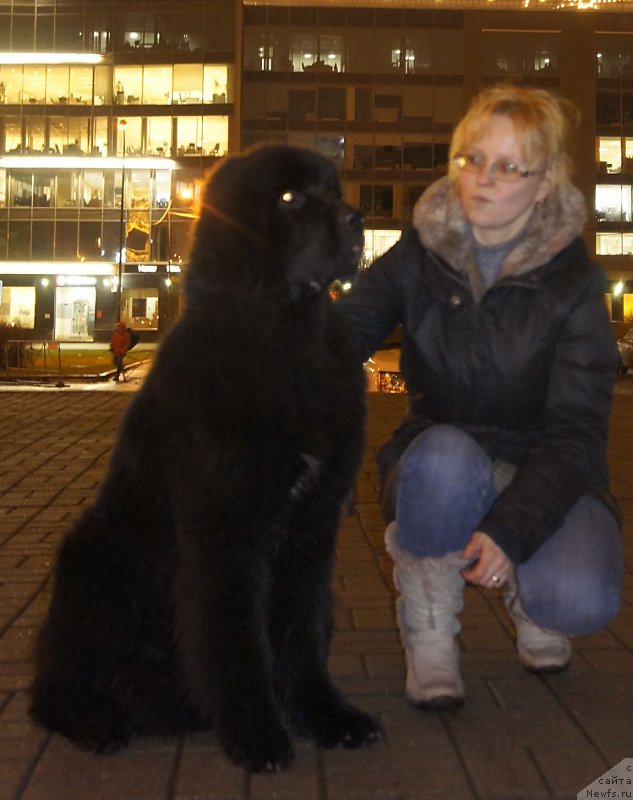 Фото: ньюфаундленд Smigar Legenda Vesny (Смигар Легенда Весны), Larisa Basharova (Лариса Башарова)