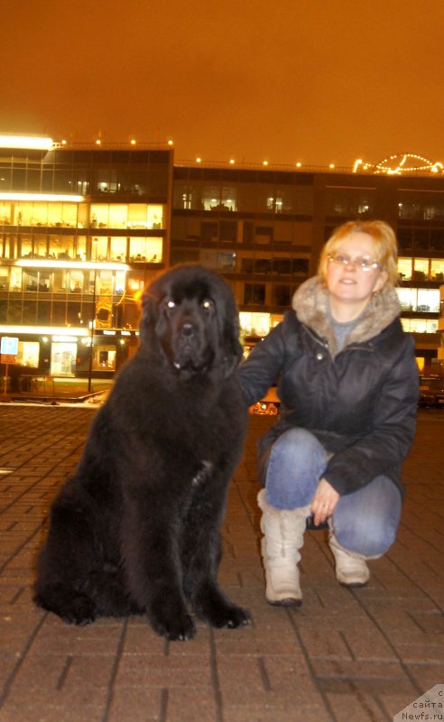 Фото: ньюфаундленд Smigar Legenda Vesny (Смигар Легенда Весны), Larisa Basharova (Лариса Башарова)