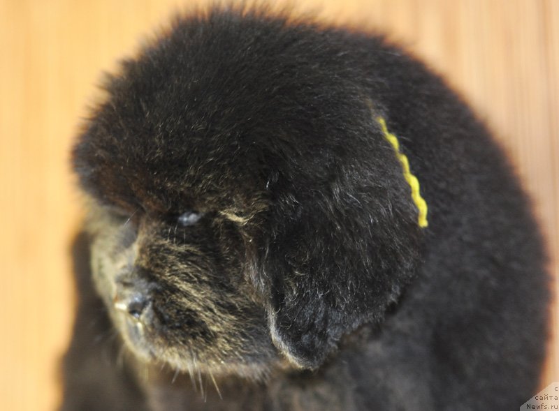 Фото: Бегущая по волнам РЕТЁН ОФ ЗЕ КВИН