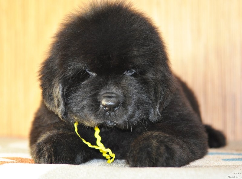 Фото: Бегущая по волнам РЕТЁН ОФ ЗЕ КВИН