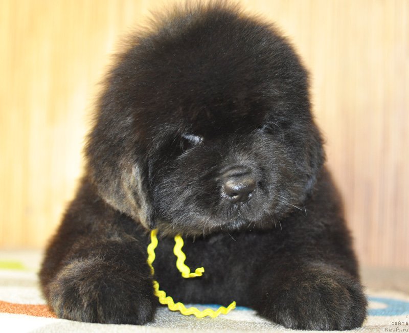 Фото: Бегущая по волнам РЕТЁН ОФ ЗЕ КВИН