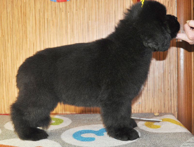 Фото: Бегущая по волнам РЕТЁН ОФ ЗЕ КВИН