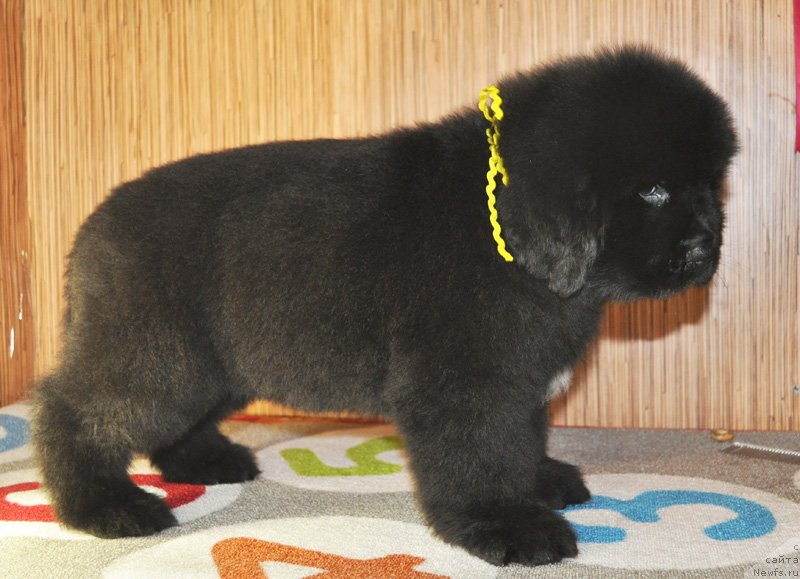 Фото: Бегущая по волнам РЕТЁН ОФ ЗЕ КВИН