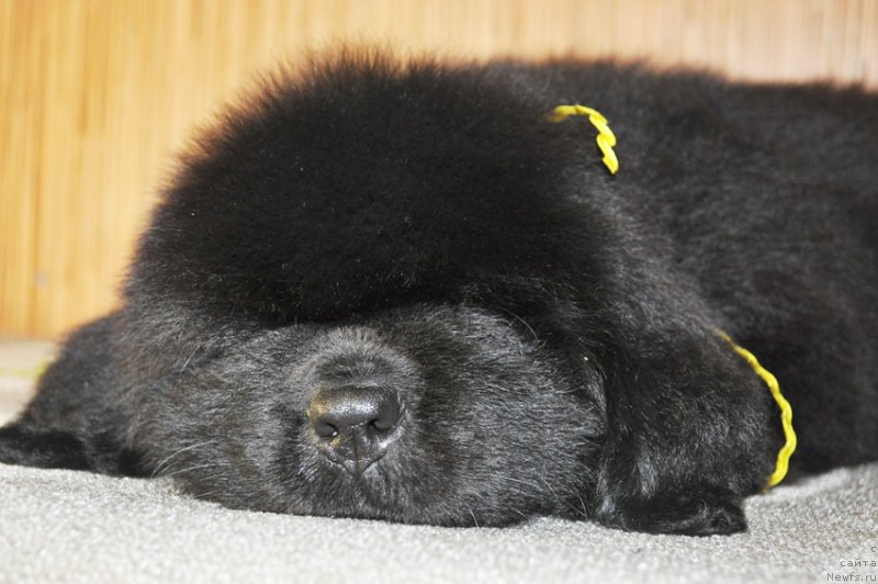 Фото: Бегущая по волнам РЕТЁН ОФ ЗЕ КВИН