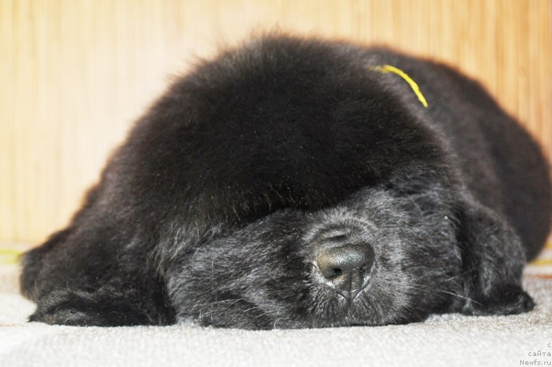 Фото: Бегущая по волнам РЕТЁН ОФ ЗЕ КВИН