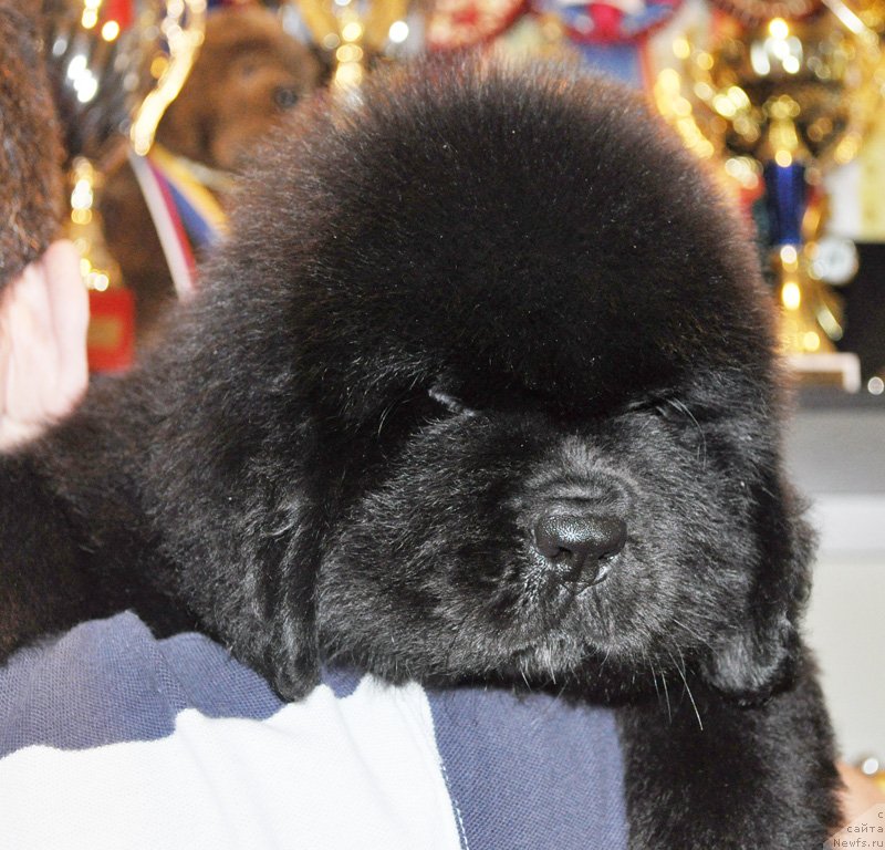 Фото: Бегущая по волнам РЕТЁН ОФ ЗЕ КВИН