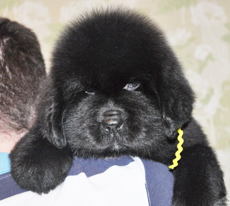 Фото: Бегущая по волнам РЕТЁН ОФ ЗЕ КВИН