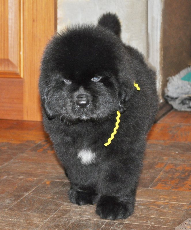 Фото: Бегущая по волнам РЕТЁН ОФ ЗЕ КВИН