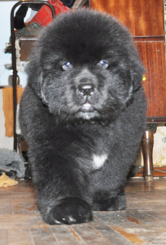 Фото: Бегущая по волнам РЕТЁН ОФ ЗЕ КВИН