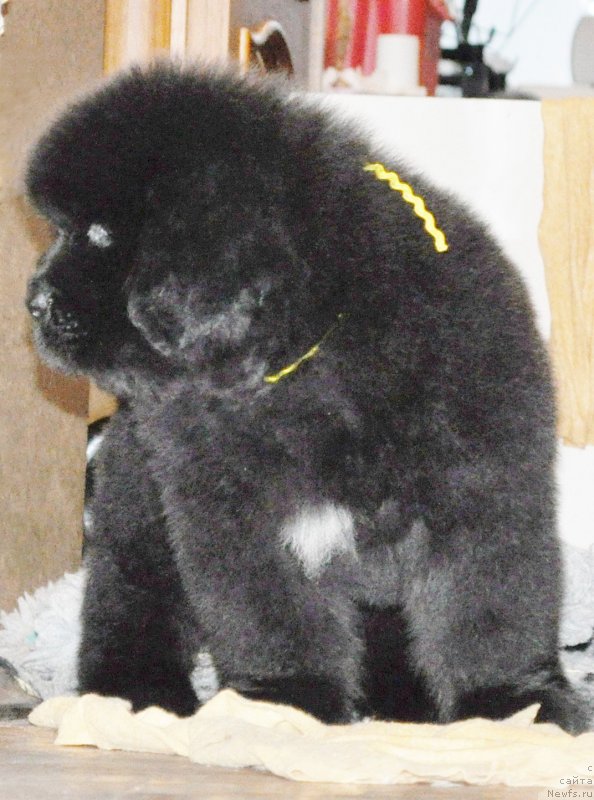 Фото: Бегущая по волнам РЕТЁН ОФ ЗЕ КВИН