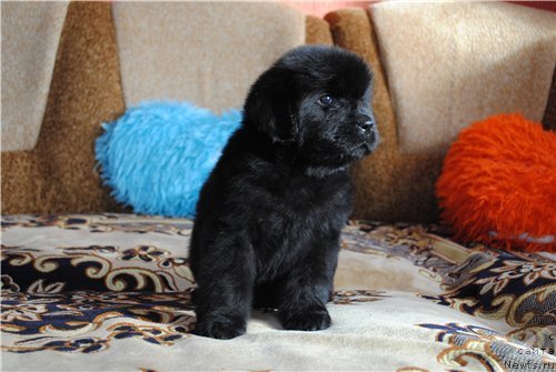 Фото: ньюфаундленд Zabava Putyatishna (Забава Путятишна)