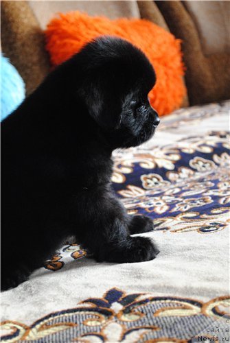 Фото: ньюфаундленд Zavada Princessa Uil'yam (Завада Принцесса Уильям)