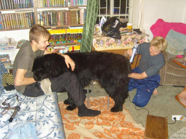 Фото: ньюфаундленд Ryabinushka ot Sibirskogo Medvedya (Рябинушка от Сибирского Медведя)