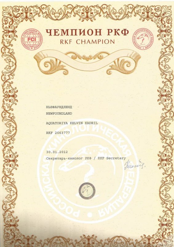 Фото: ньюфаундленд Aquatoriya Kelvin Kadril (Акватория Келвин Кадриль)