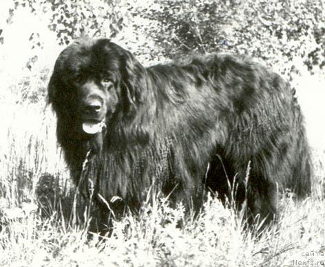 Фото: ньюфаундленд Mifi (Мифи)