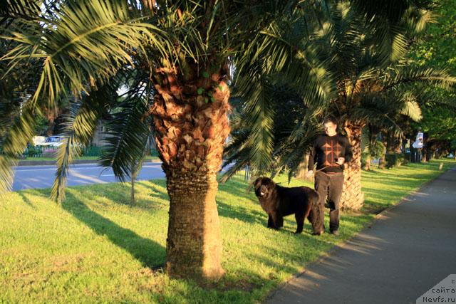Фото: ньюфаундленд Potap Fidel' (Потап Фидель)