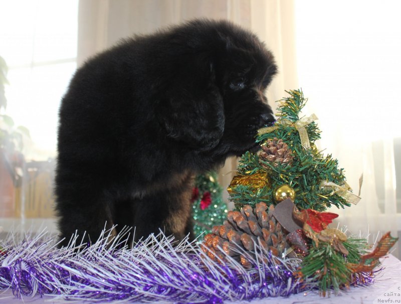 Фото: ньюфаундленд Dar Svezyi Maskot Dreams (Дар Свезы Маскот Дреамс)