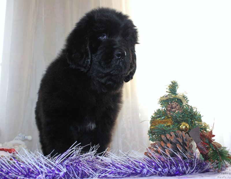 Фото: ньюфаундленд Dar Svezyi Maskot Dreams (Дар Свезы Маскот Дреамс)